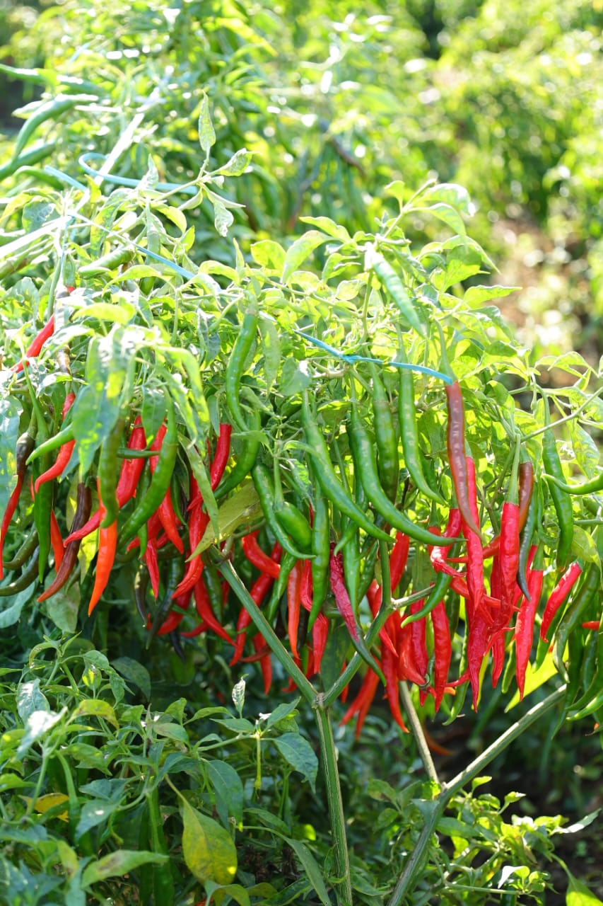 Hot Pepper